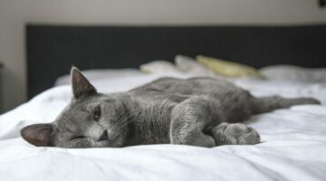 Schlafen: Katze auf Bett - Quelle: Pexels, Foto von Pixabay