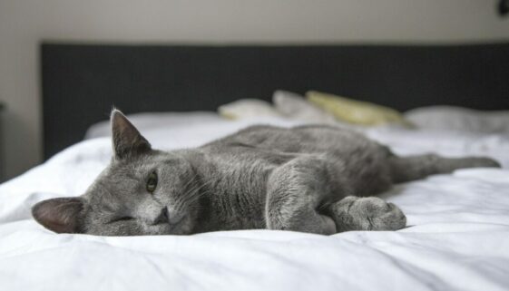 Schlafen: Katze auf Bett - Quelle: Pexels, Foto von Pixabay